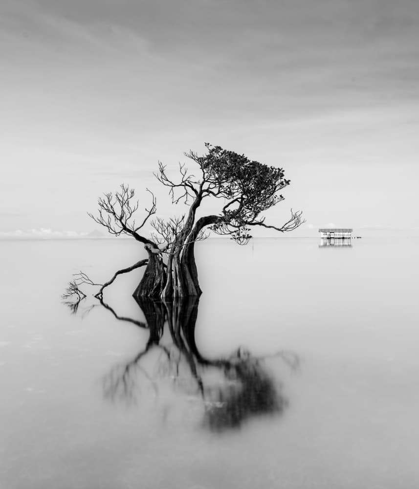 Lone Tree Reflection by Robert Bolton — canvas wall art