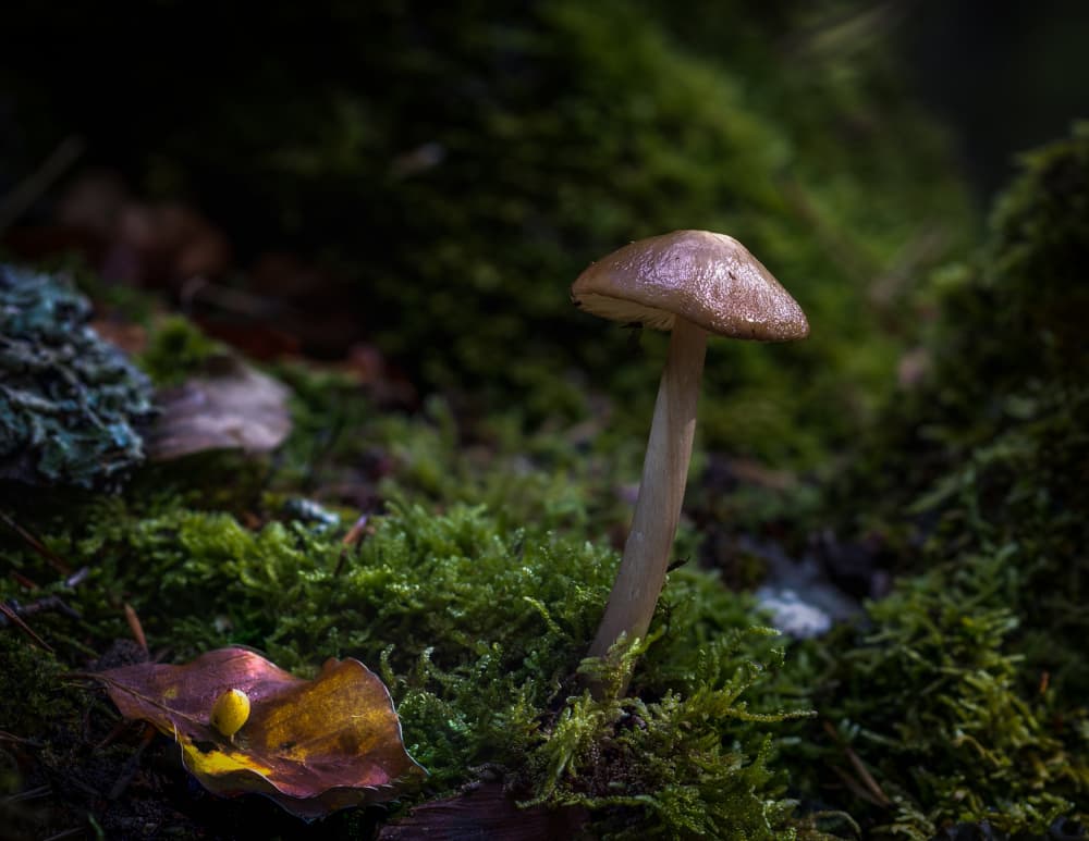 Forest Floor Mushroom by Sergio Barboni — canvas wall art