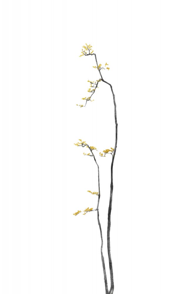 Graceful Yellow Branches by amini54 — canvas wall art