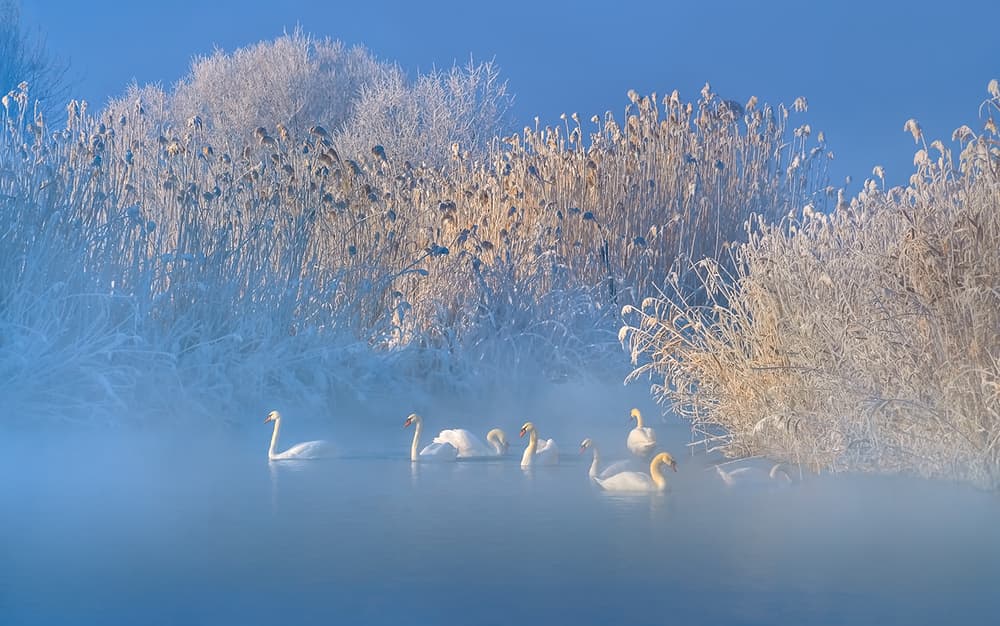 Misty Winter Swans by Hua Zhu — canvas wall art