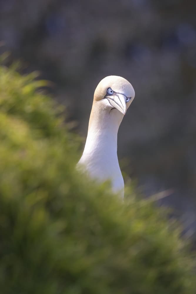 Blue-Eyed Gannet Gaze by Kutub Uddin — canvas wall art
