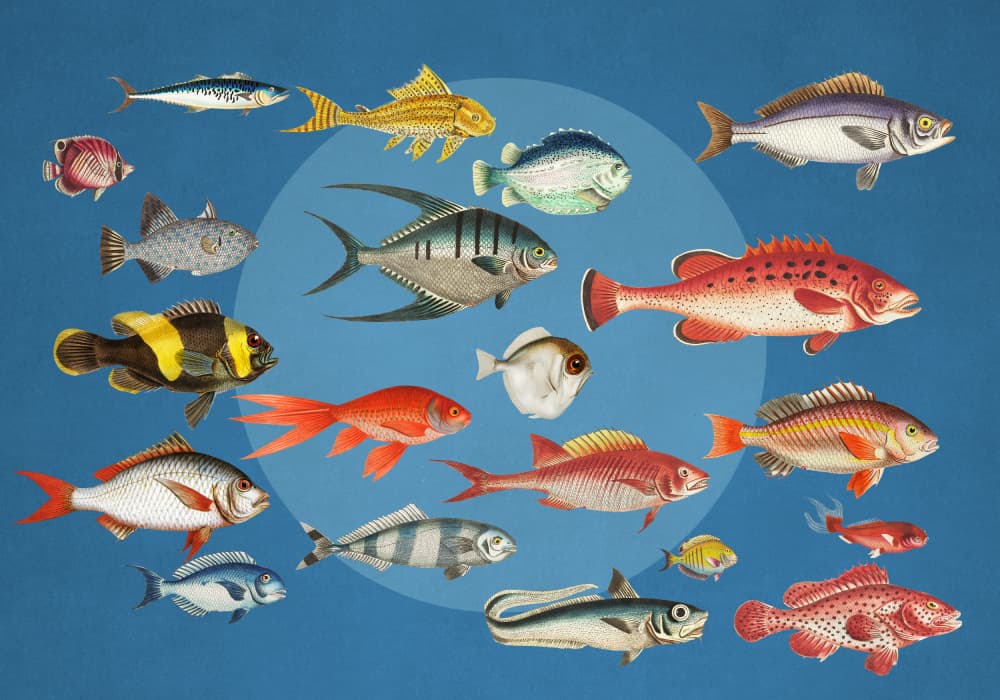 Colorful Ocean Fish Collection by Marja van den Hurk — canvas wall art