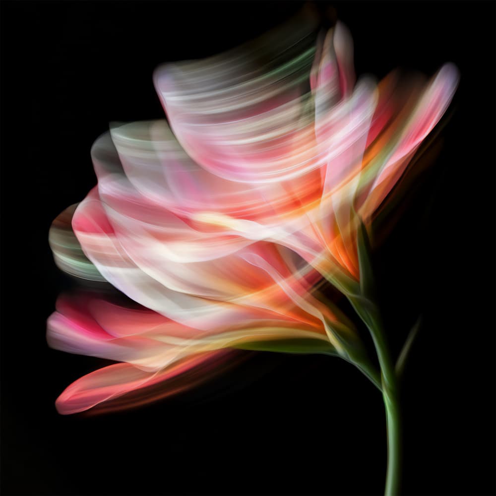 Abstract Floral Motion by Bilge Paksoylu — canvas wall art