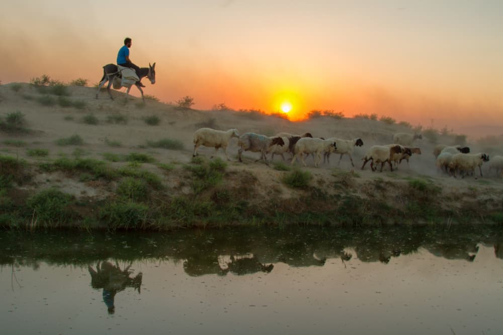 Sunset Herd Reflections by Feyzullah Tunç — canvas wall art