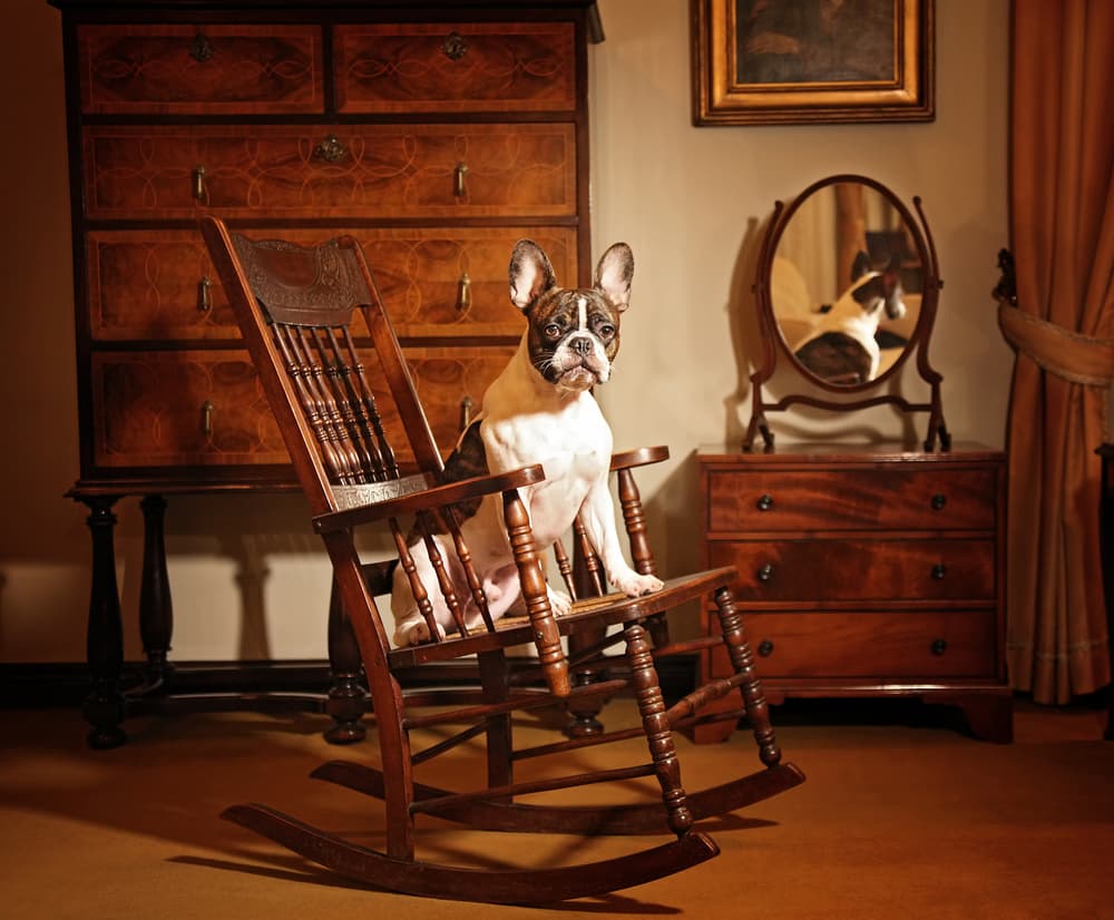 French Bulldog Rocking Chair by DDiArte — canvas wall art