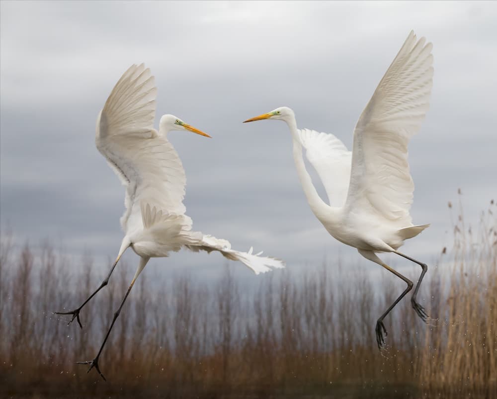 Elegant Egrets in Flight by Cheng Chang — canvas wall art