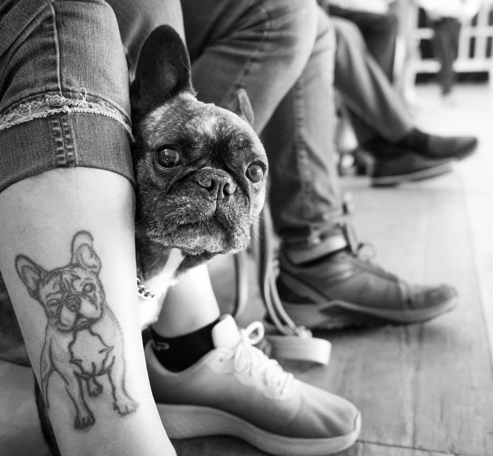 Curious French Bulldog by Giorgio Toniolo — canvas wall art