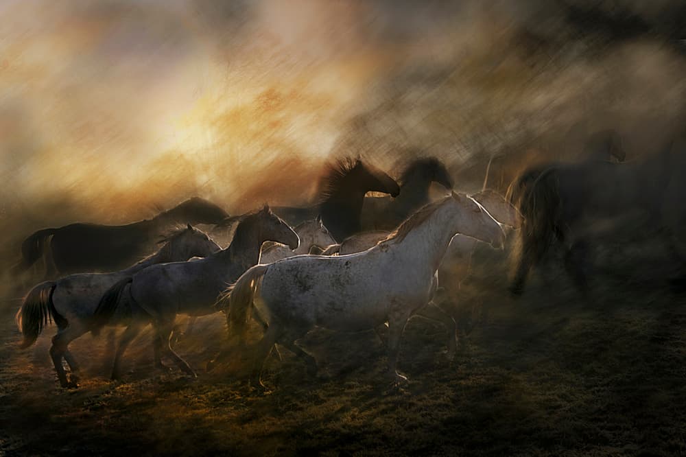 Wild Horses Galloping by Milan Malovrh — canvas wall art