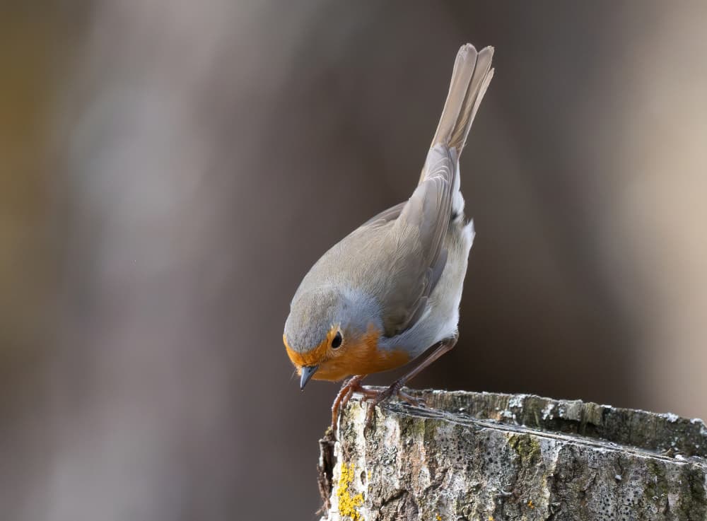 Curious Robin on Stump by Allan Wallberg — canvas wall art