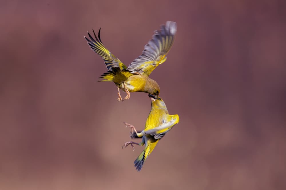 Greenfinches Midair Action by Marco Redaelli — canvas wall art