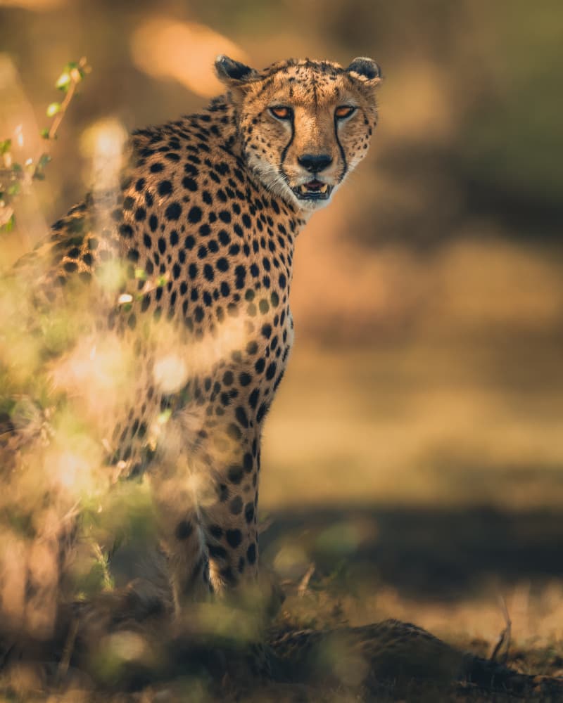 Cheetah in Golden Light by Ahmed Sobhi — canvas wall art