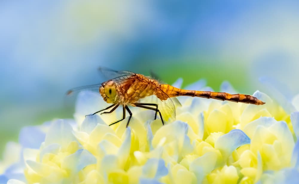 Vibrant Dragonfly Flower by Atul Saluja — canvas wall art