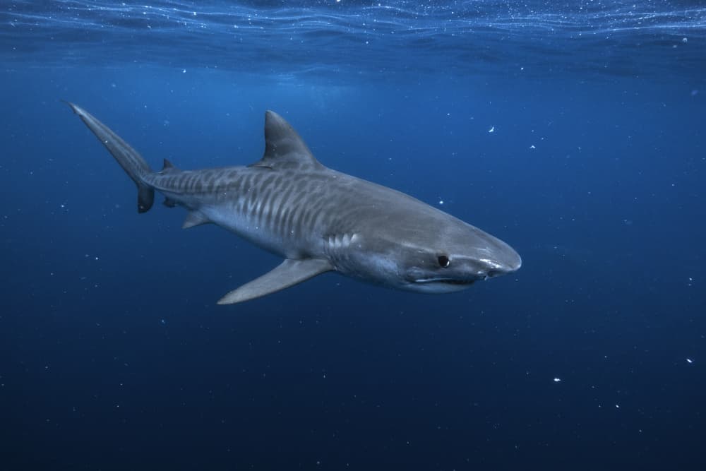 Tiger Shark Blue Ocean by Barathieu Gabriel — canvas wall art