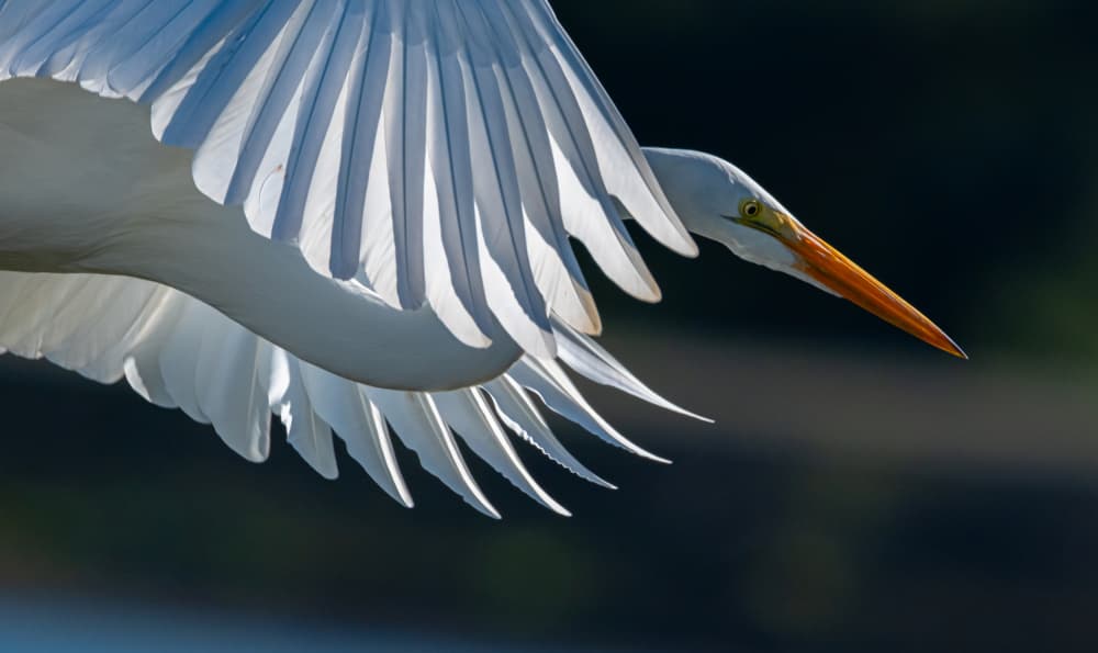 Egret Wings of Light by Johnson Huang — canvas wall art