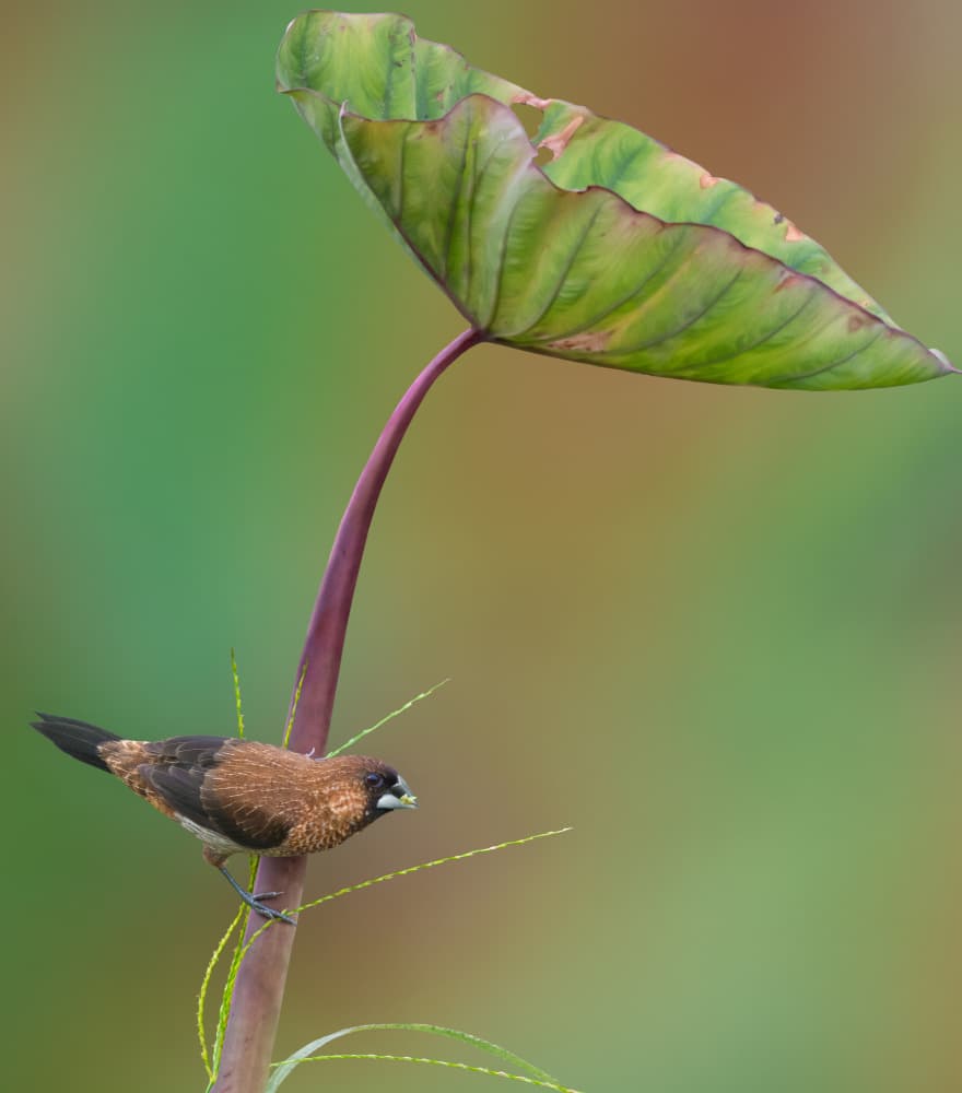 Bird Under Green Leaf by Biao Huang — canvas wall art