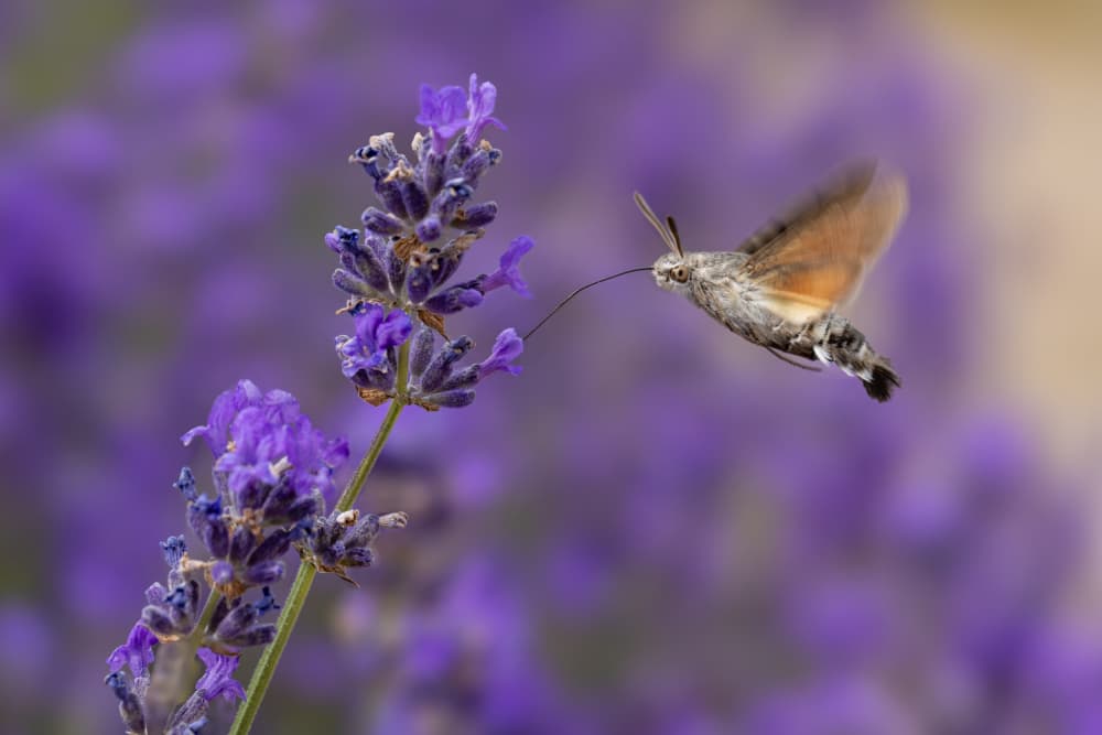 Hummingbird Moth on Lavender by Azim Khan Ronnie — canvas wall art