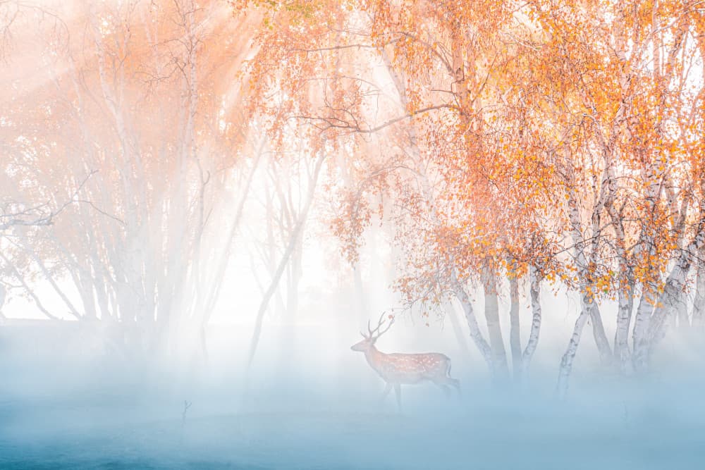 Deer In Misty Forest by Simoon — canvas wall art