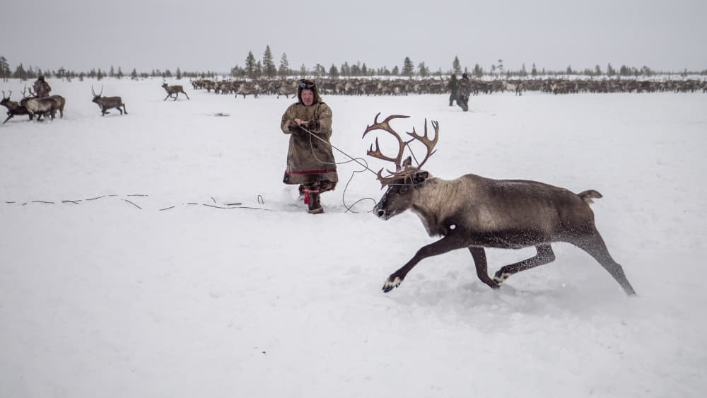 Winter Reindeer Herding by Marcel Rebro — canvas wall art