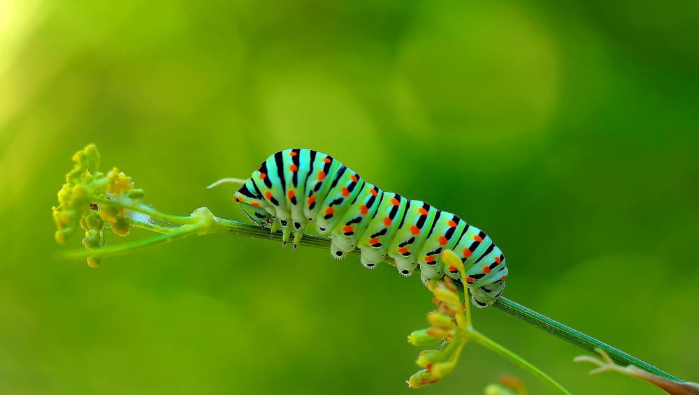 Vibrant Caterpillar on Green by Thierry Dufour — canvas wall art