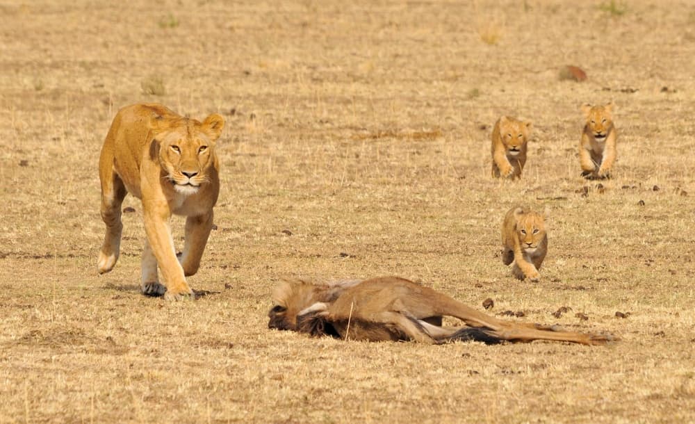 Lioness and Cubs with Prey by Bjoern Alicke — canvas wall art