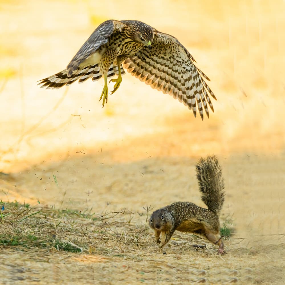 Hawk Hunts Ground Squirrel by Moses Wang — canvas wall art