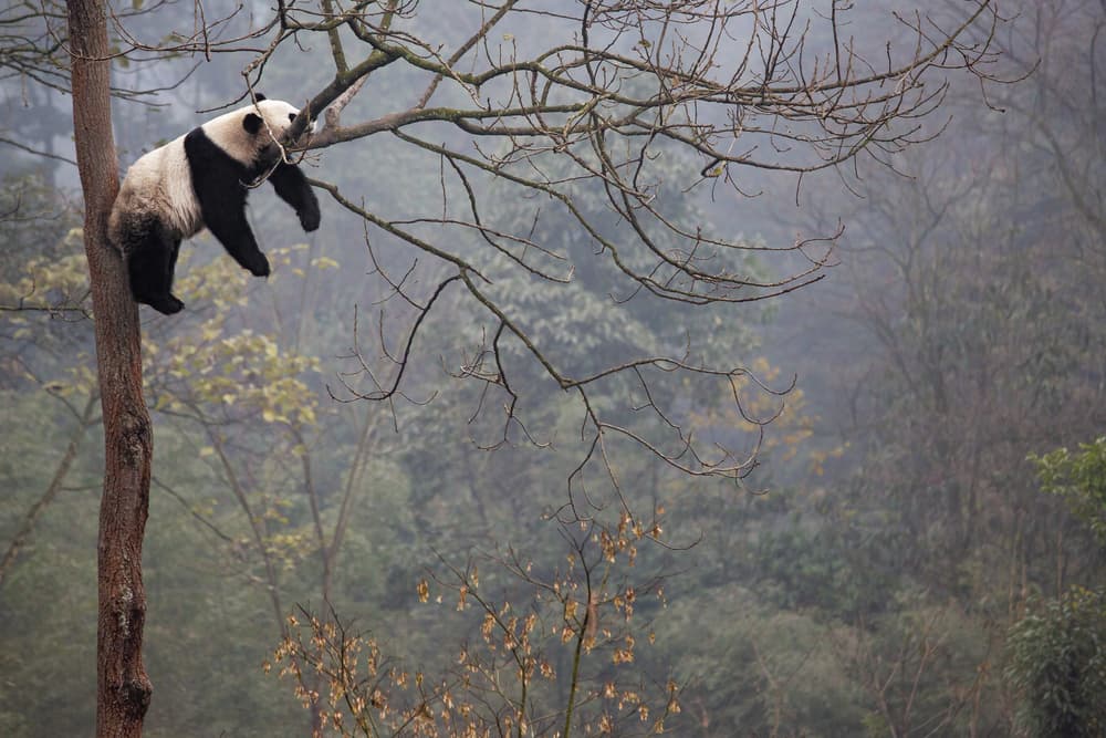 Misty Forest Panda by Alessandro Catta — canvas wall art