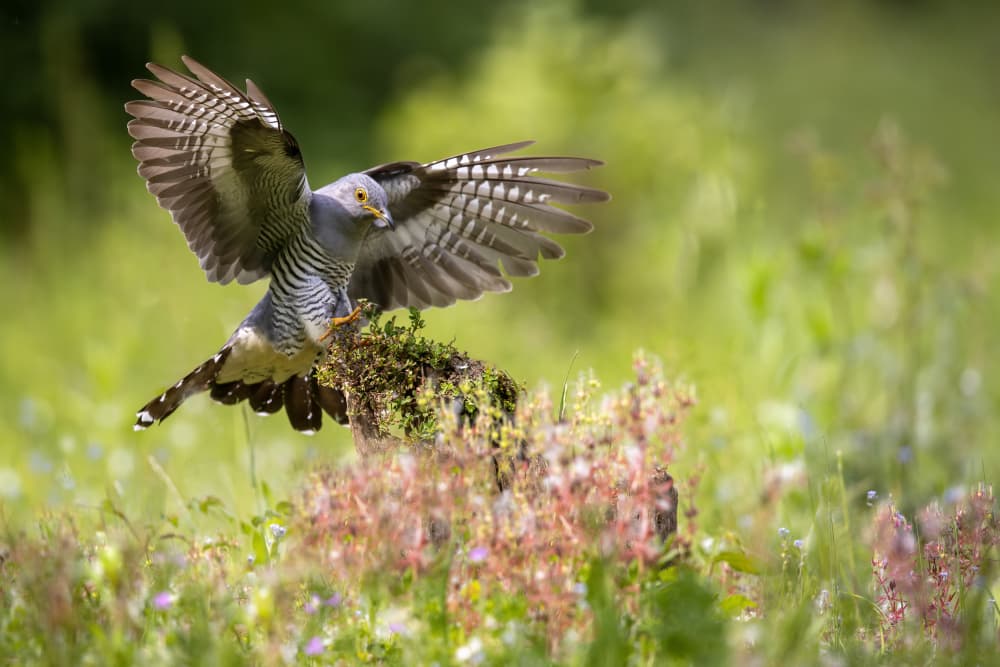 Dynamic Bird Landing by Marco Redaelli — canvas wall art