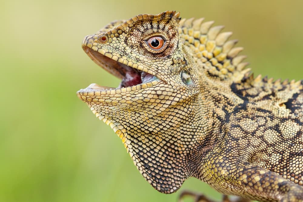 Horned Lizard Portrait by Hendy Mp — canvas wall art