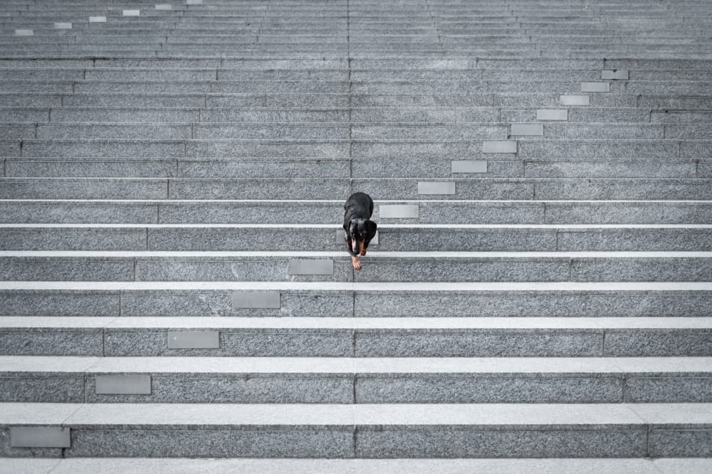 Dog Descending Stone Steps by Heike Willers — canvas wall art
