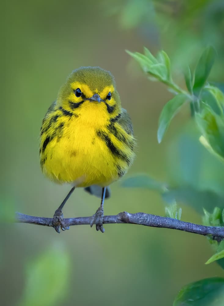 Curious Yellow Bird by Leechee Z — canvas wall art