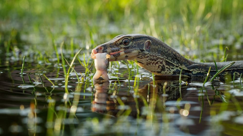 Monitor Lizard's Catch by Hendy Mp — canvas wall art
