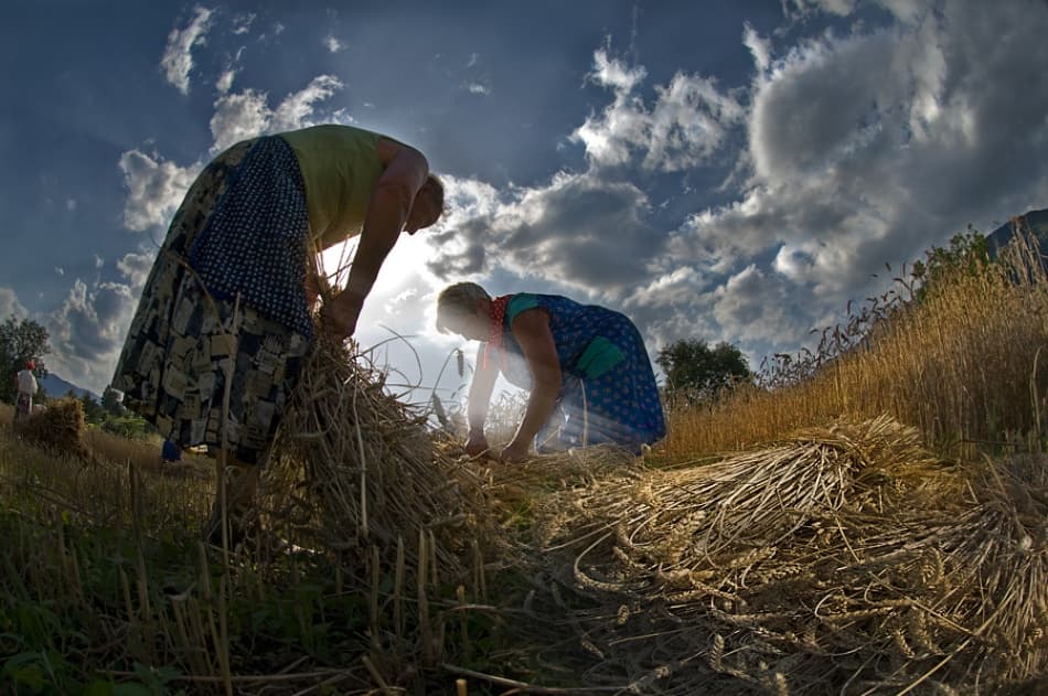 Women Harvesting Wheat by Milan Malovrh — canvas wall art