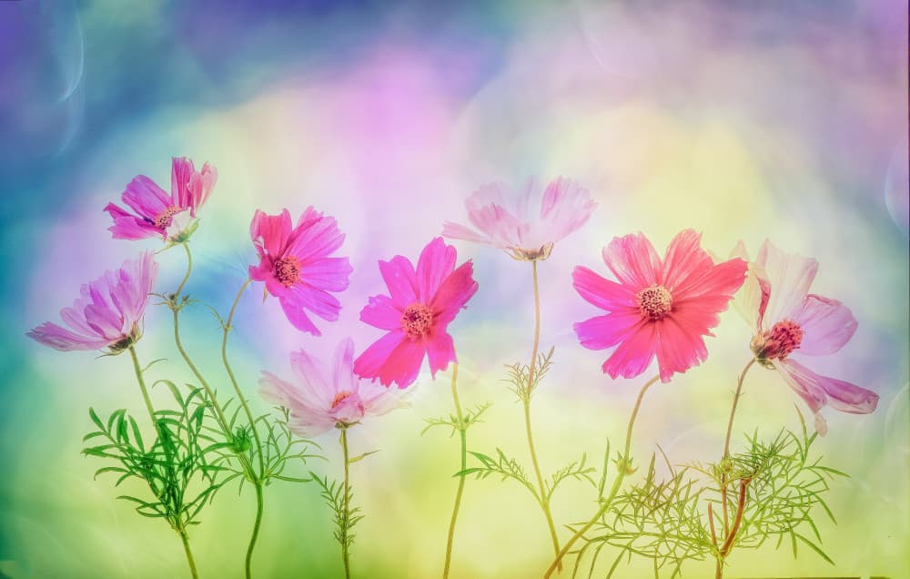Dreamy Cosmos Garden by Hilda van der Lee — canvas wall art