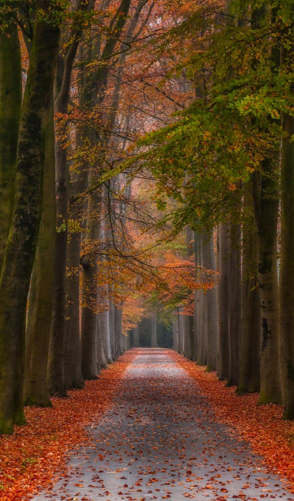 Tranquil Autumn Path by Hilda van der Lee — canvas wall art