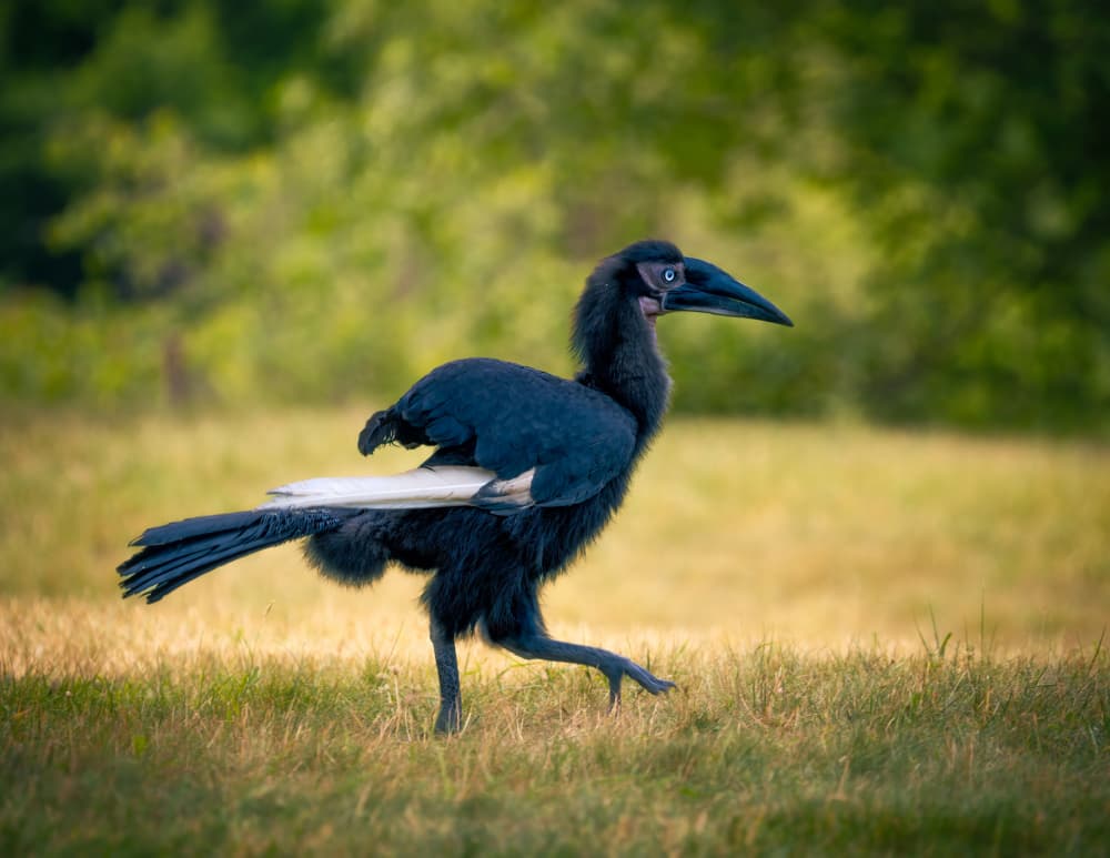 African Hornbill Walking by Alex Zhao — canvas wall art