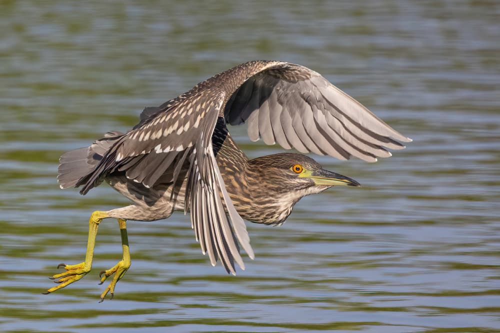 Heron Gliding Over Water by Guy Wilson — canvas wall art