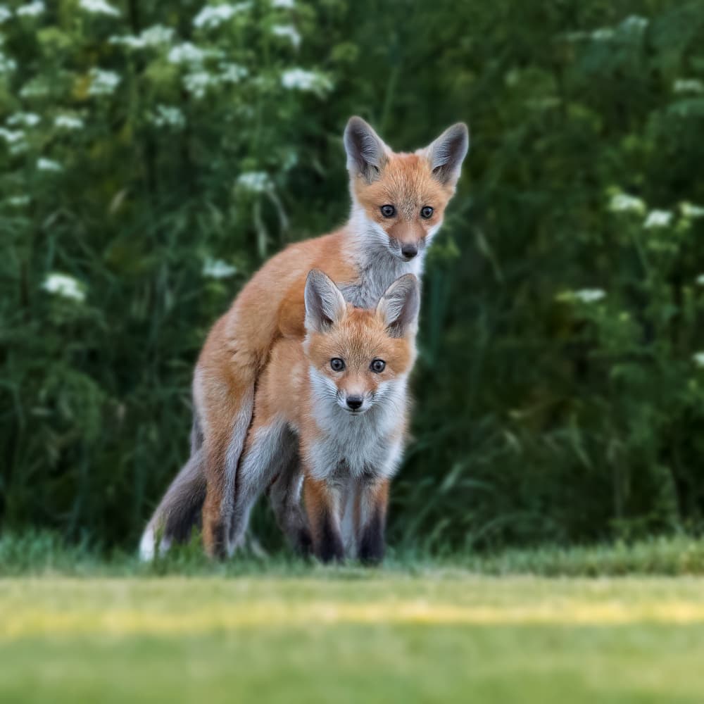 Curious Fox Kits by Taksing (吉星高照) — canvas wall art