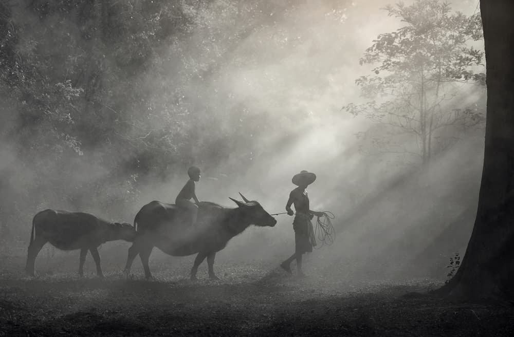 Misty Buffalo Journey by Sarawut Intarob — canvas wall art