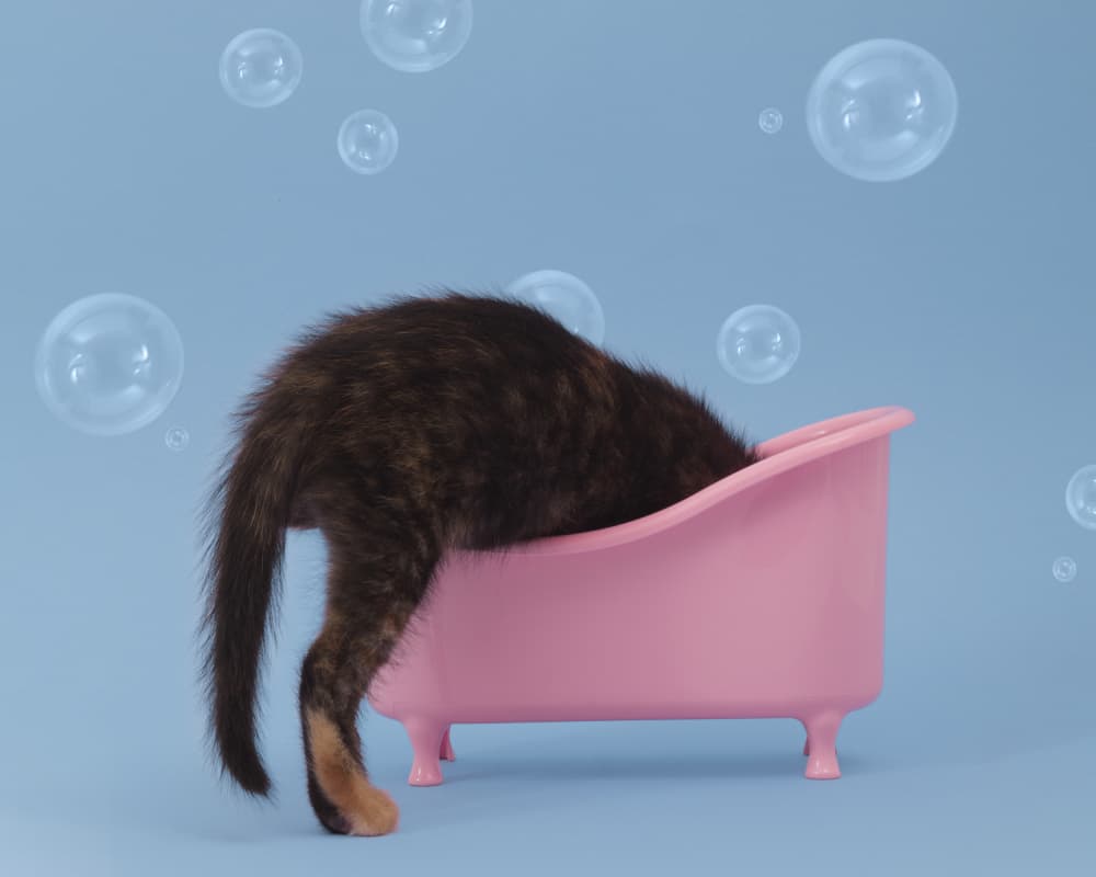 Kitten Bath Time by Julia Ramiro — canvas wall art