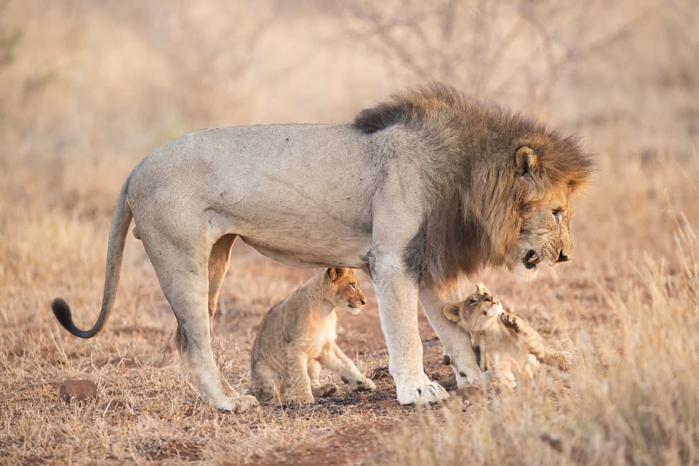 Male Lion with Cubs by Joan Gil Raga — canvas wall art