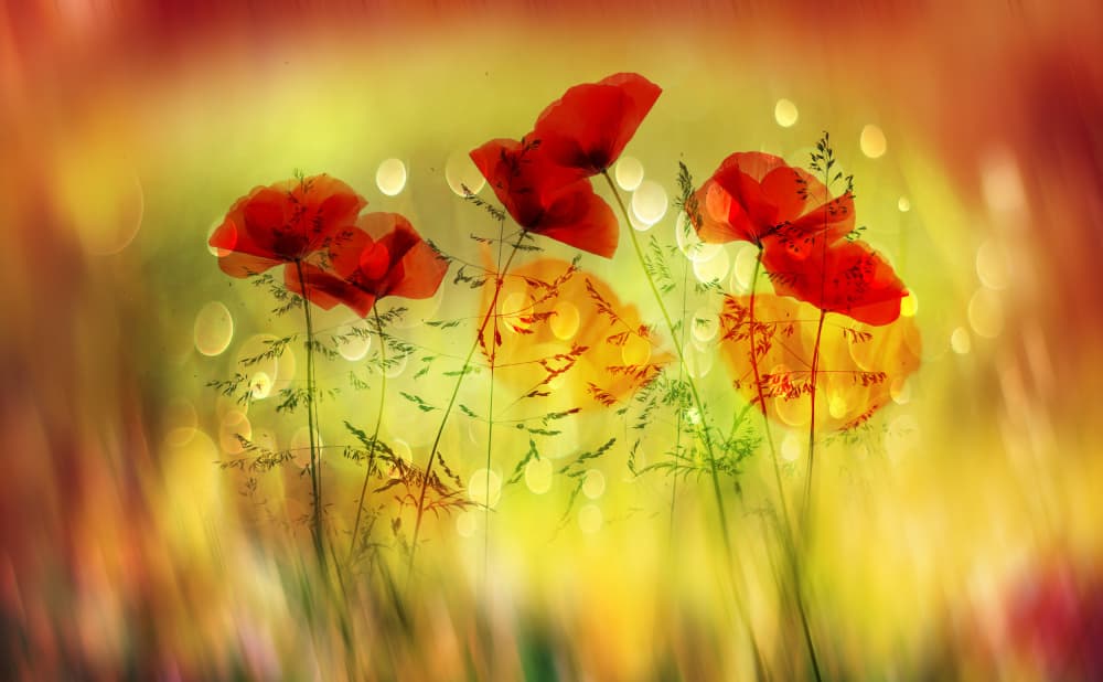 Dreamy Golden Poppies by Hilda van der Lee — canvas wall art