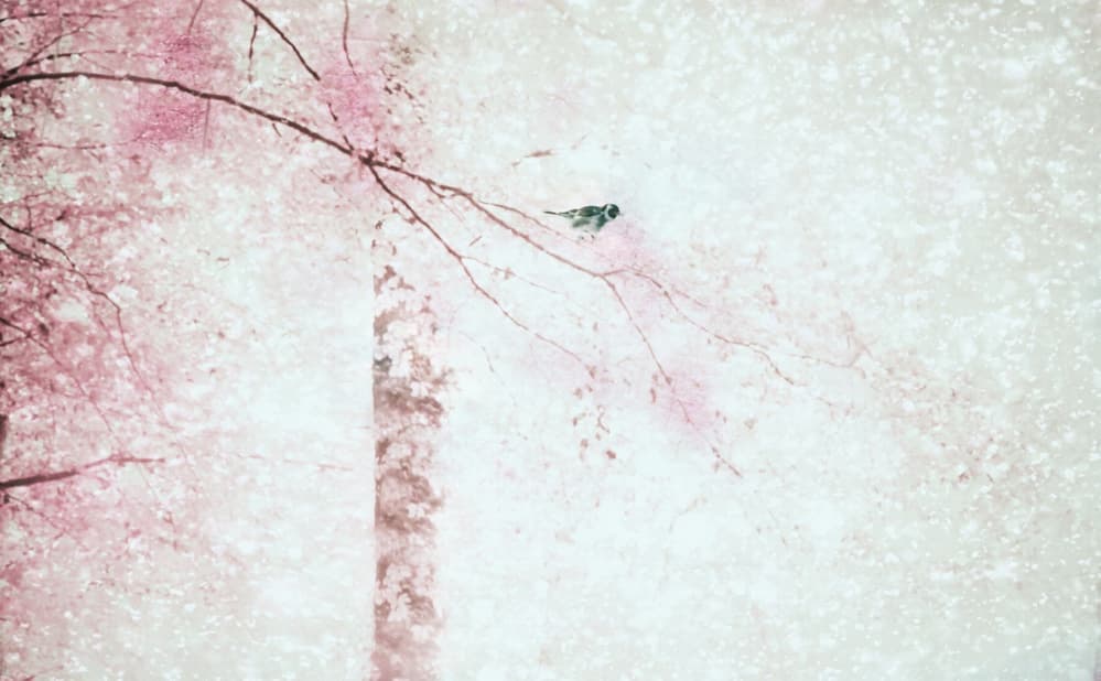 Pink Blossoms Bird by Delphine Devos — canvas wall art