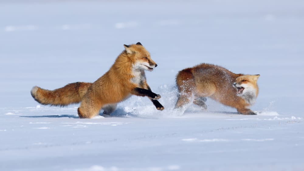 Red Foxes Snowy Frolic by Gavin Lam — canvas wall art