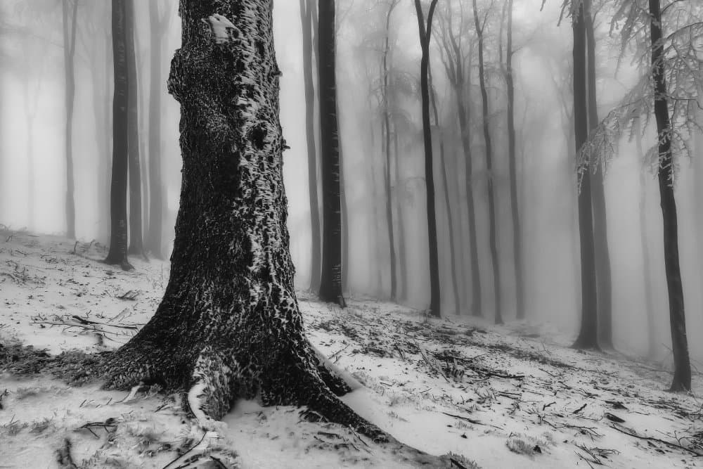 Foggy Winter Forest by Tom Pavlasek — canvas wall art