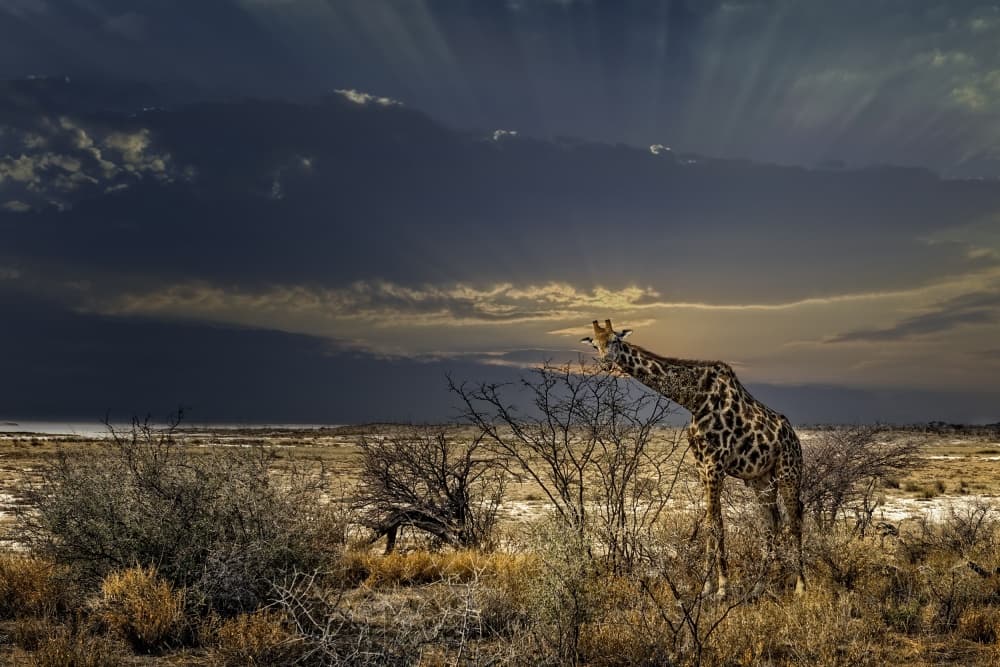 Wild Giraffe in Golden Light by Piet Flour — canvas wall art