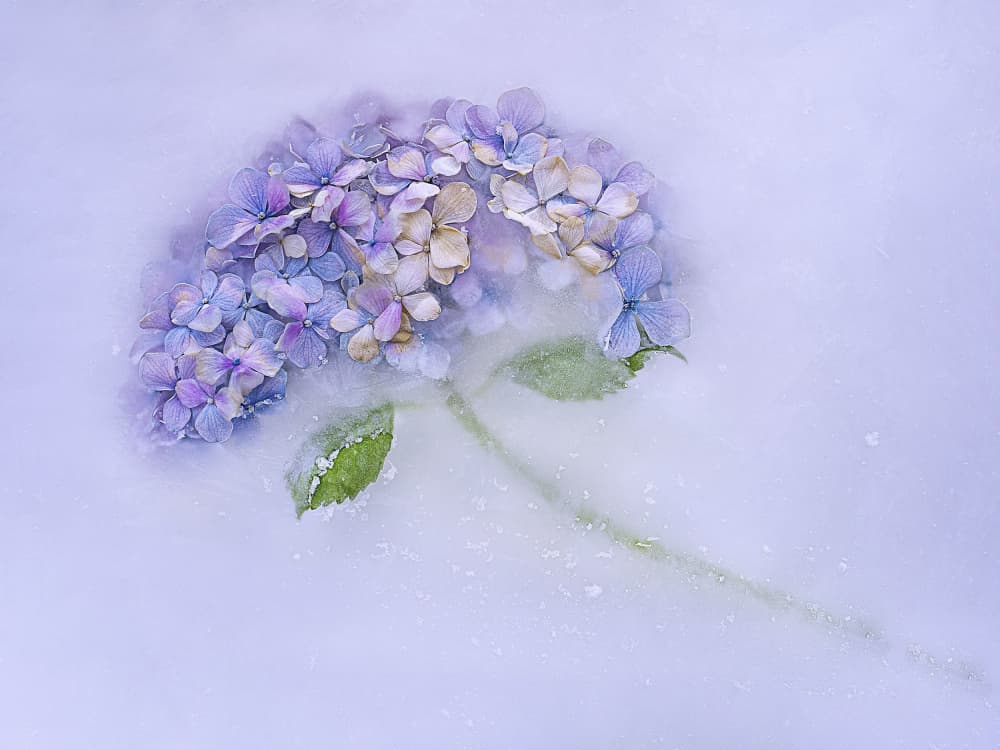 Frozen Hydrangea Bloom by Pedro Uranga — canvas wall art