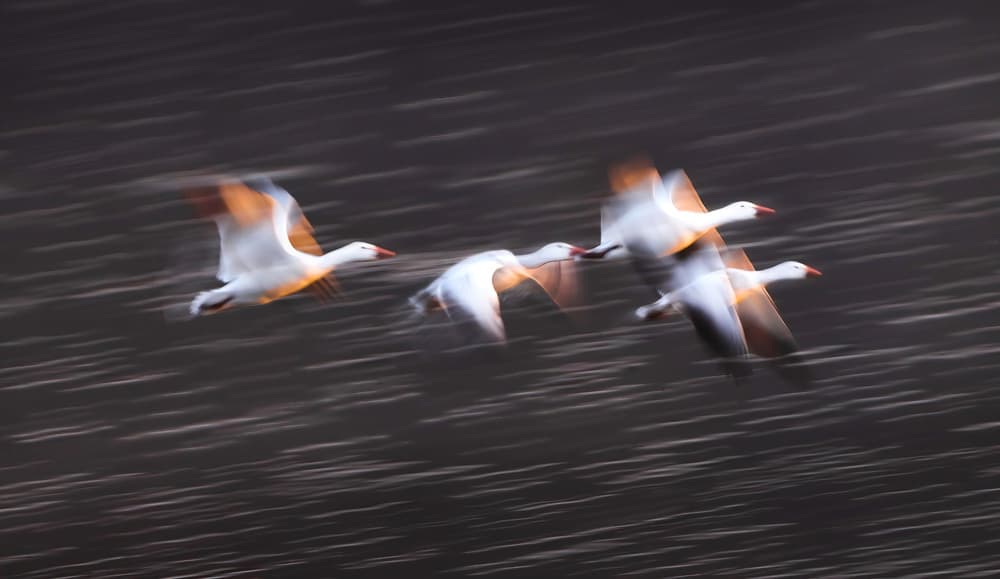 Flying Geese Motion by Kenneth-Wei Zeng — canvas wall art
