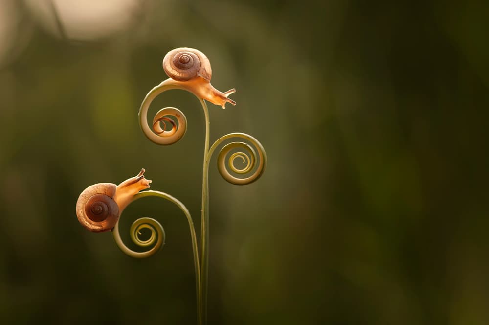 Golden Snails on Spirals by Edy Pamungkas — canvas wall art