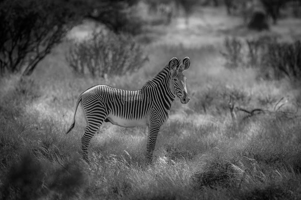 Zebra in the Wild by Jeffrey C. Sink — canvas wall art