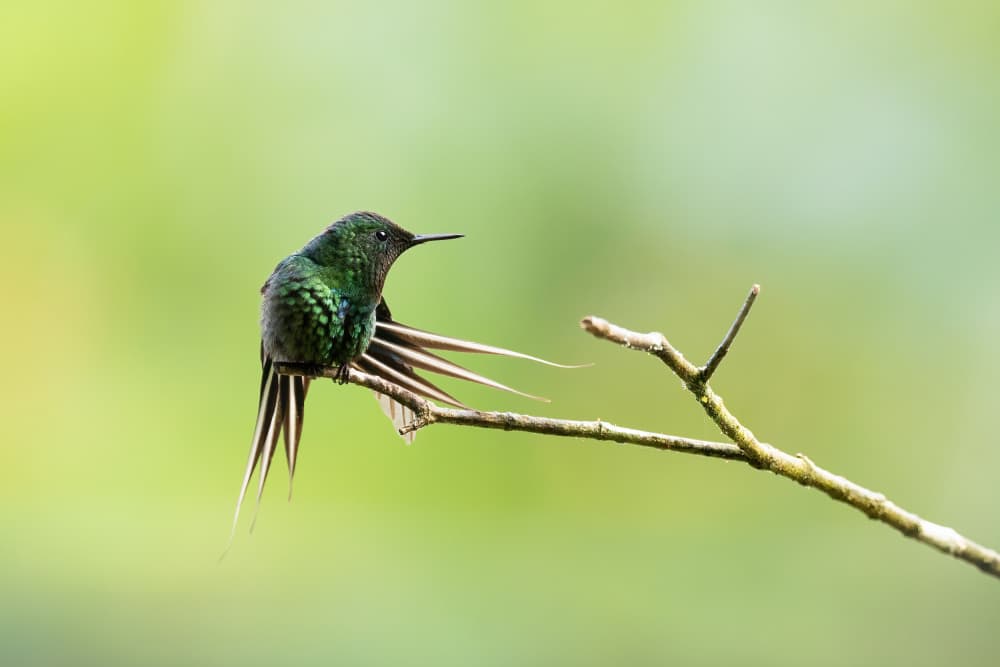 Iridescent Hummingbird on Branch by Bill Lu — canvas wall art